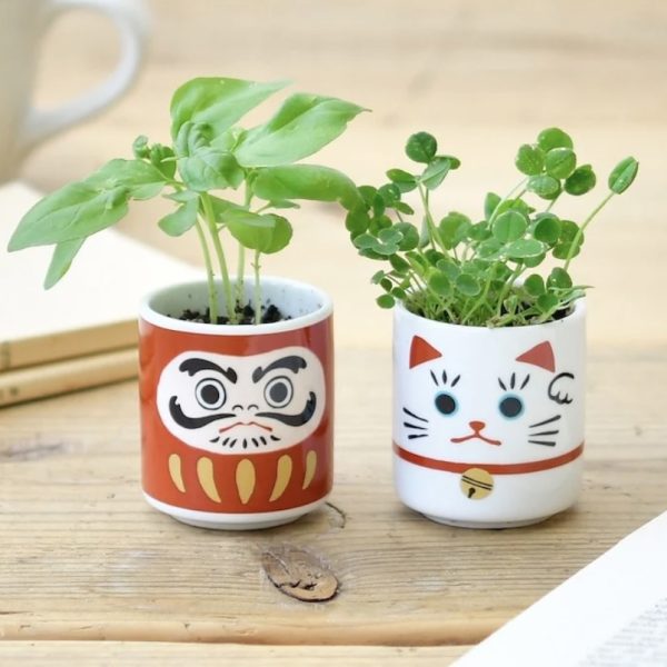 Daruma Sweet Basil Mini Growing Kit